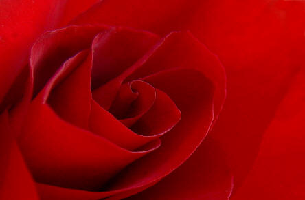 Just FLower